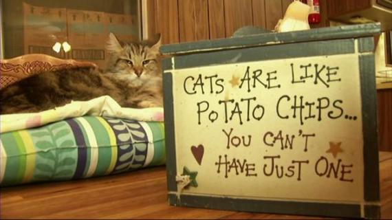 cats are like potato chips